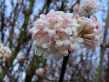 Viburnum x bodnantense 'Deben'